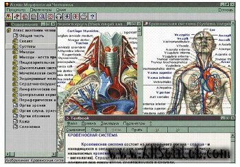 Атлас морфологии человека | 2005 | RUS | PC