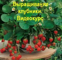 Выращивание клубники. Видеокурс (2011) DVDRip