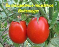Выращивание томатов. Видеокурс (2010) DVDRip