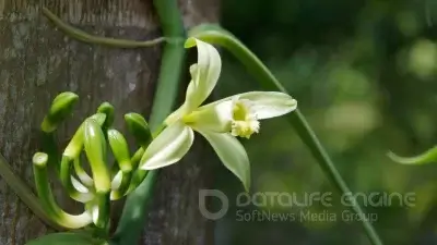 The Fascinating Journey of Vanilla: From Orchid to Kitchen Essential